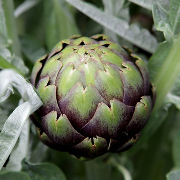 Architectural Artichoke