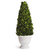 Boxwood Cone Topiary, Pot
