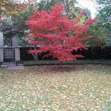 Texas garden ideas