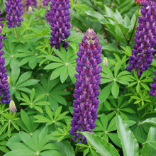 Hannah’s Garden