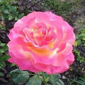 Foto von Susan Schaut