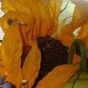 Melis Amodei's photo
