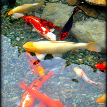 Slabstone Koi Pond by Full Service Aquatics