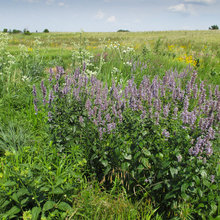 Plants