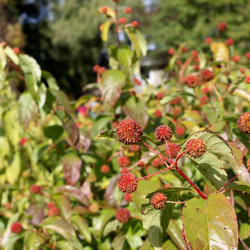 Sugar Shack® Buttonbush (Cephalanthus occidentalis)