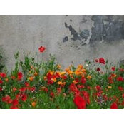 Mihaela Manea's photo