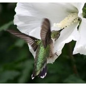 Deborah Fett's photo