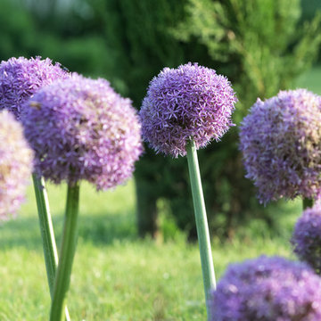 Jardin Design & Chic