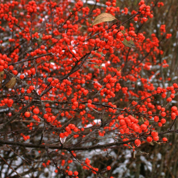 Berry Heavy® Winterberry Holly