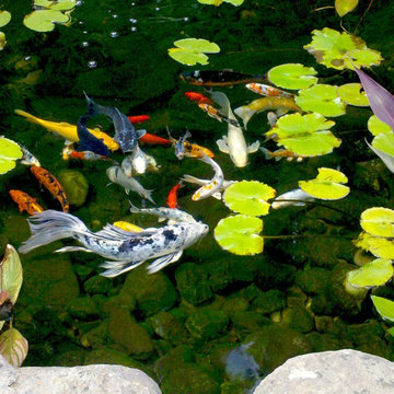 Japanese Garden Design and Installation