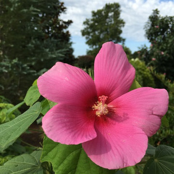 Big Hit™ Pink Hardy Hibiscus