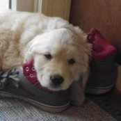 Lisa Melhinch's photo