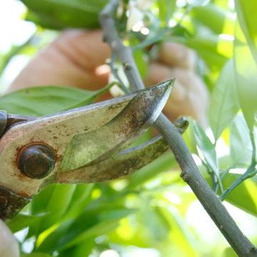 Tree care services