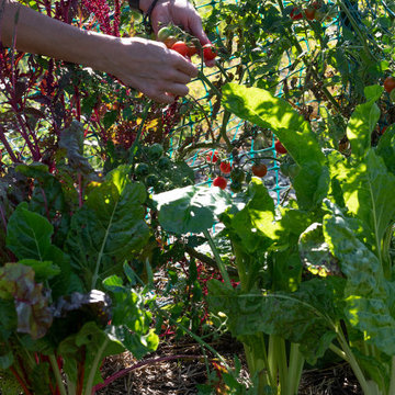 Community Garden