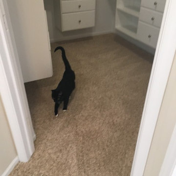 Stainmaster Carpet