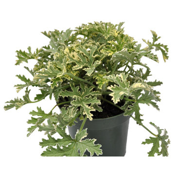 Pelargonium graveolens, Grey Lady Plymouth - Scented Geranium