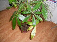 Money Tree Problems | Houzz Forum