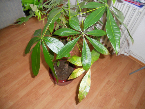 Money Tree Problems