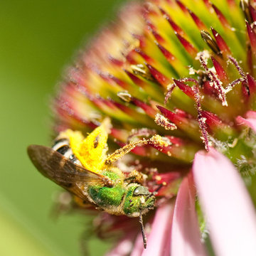 Pale Purple Coneflower