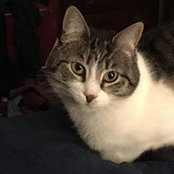 Alison Weir's photo