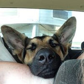 Lisa Streeper's photo