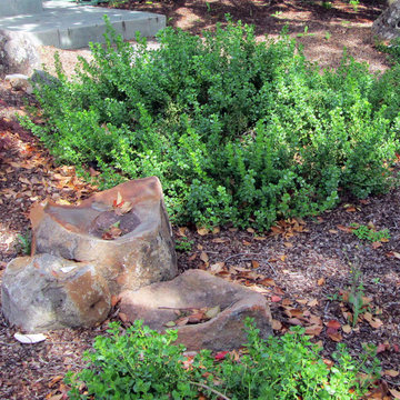 Cupertino, California Low Water Garden Design & Lawn Replacement