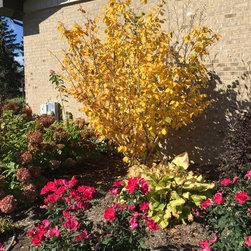 Bushes and Shrubs - Products