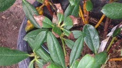 Leaves Brown at Tips on Rhododendron | Houzz Forum
