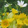 jennifer_ducrot