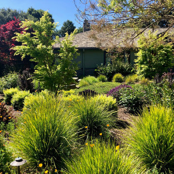 Front Lawn Removal - Craftsman Home in Los Altos