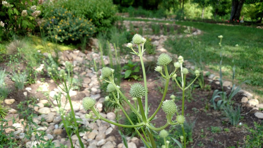 Rattlesnake Master - Late Spring First Year