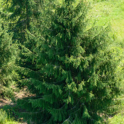 Farms - Gardening And Lawn Care