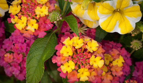 Guida alle Piante e ai Fiori di Agosto