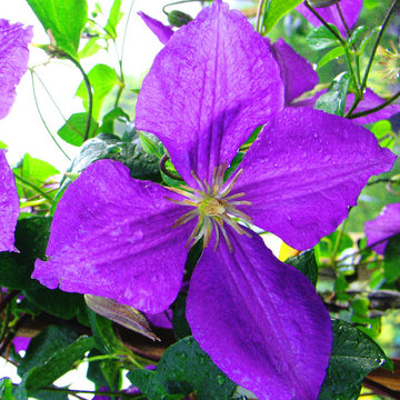 Summer Flowering Clematis