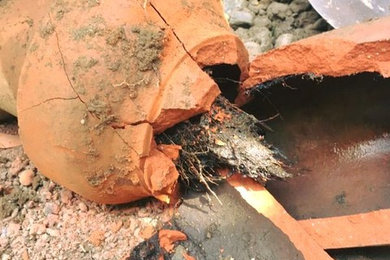 Roots in a Sewer Line