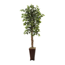 plants