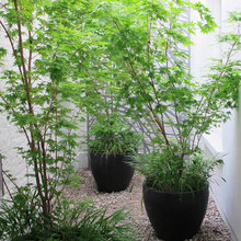 ARM's bay garden