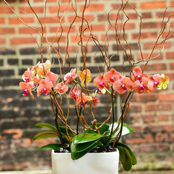Home Orchids 2017 - Plants