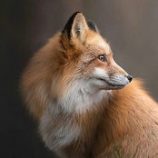 Anthony Reinhartz's photo