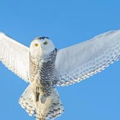 Dirgni Kull's photo