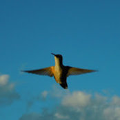 Sandy McLean's photo