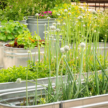 container gardening