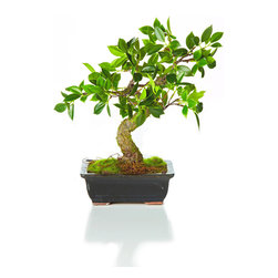 Conservatory 15426 12" Potted Faux Bonsai in Ceramic Pot - Artificial Plants And Trees
