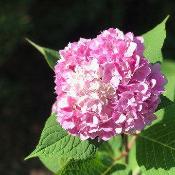 Plantings