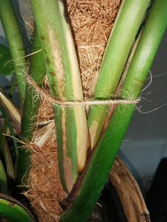 philodendron congo green Green Congo (Philodendron Burle Marx)