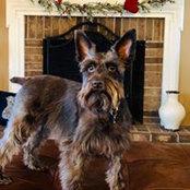 John Callea's photo