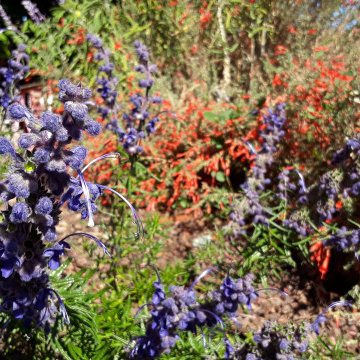 A Native & Herb Garden to Stroll Through