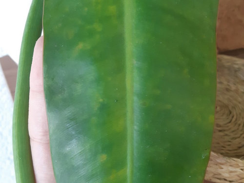 Yellow Spots On Philodendron And Droplets Help