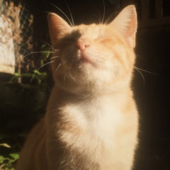Junifyne