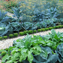 Edible Landscape